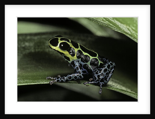 Ranitomeya imitator (mimic poison frog) by Anonymous