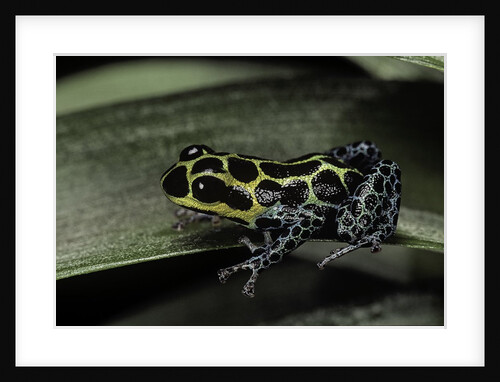 Ranitomeya imitator (mimic poison frog) by Anonymous
