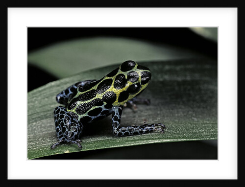 Ranitomeya imitator (mimic poison frog) by Anonymous