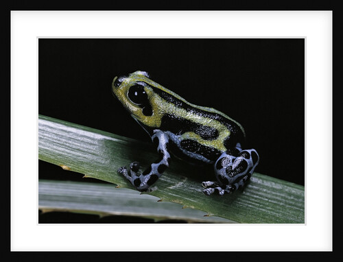 Ranitomeya lamasi (Pasco poison frog) by Anonymous