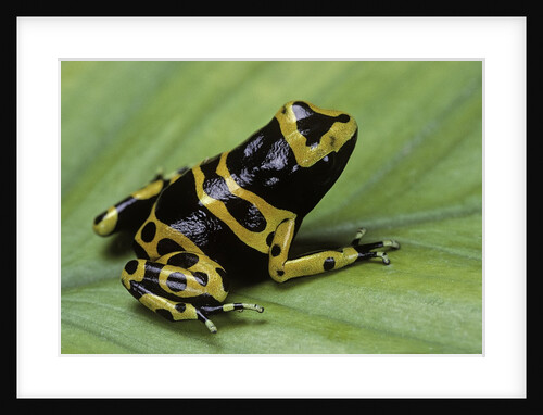 Dendrobates leucomelas (yellow-banded poison dart frog) by Anonymous