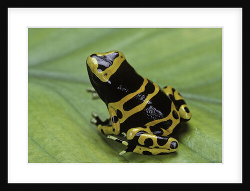 Dendrobates leucomelas (yellow-banded poison dart frog) by Anonymous
