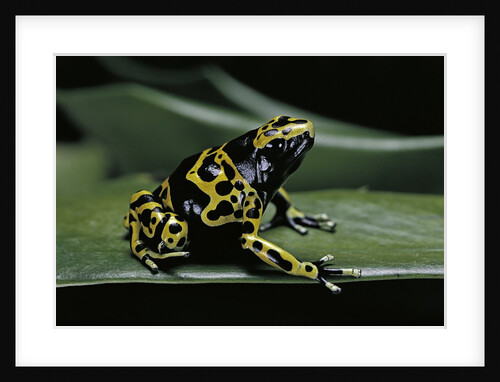 Dendrobates leucomelas (yellow-banded poison dart frog) by Anonymous