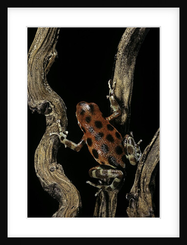 Oophaga pumilio f. bastimentos (strawberry poison-dart frog) by Anonymous