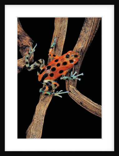 Oophaga pumilio f. bastimentos (strawberry poison-dart frog) by Anonymous