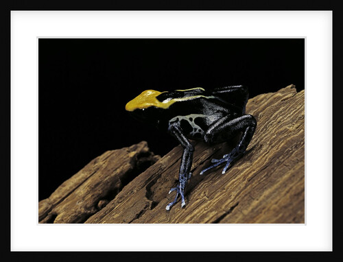 Dendrobates tinctorius f. brazil (dyeing poison dart frog) by Anonymous