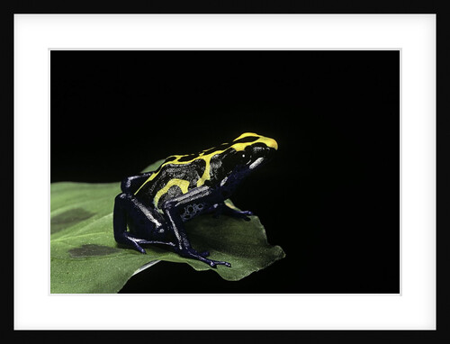 Dendrobates tinctorius (dyeing poison dart frog) by Anonymous