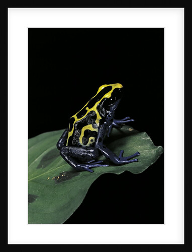 Dendrobates tinctorius (dyeing poison dart frog) by Anonymous