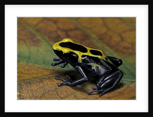 Dendrobates tinctorius (dyeing poison dart frog) by Anonymous
