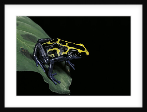 Dendrobates tinctorius (dyeing poison dart frog) by Anonymous