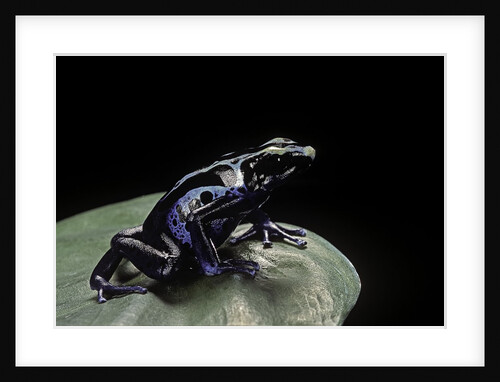 Dendrobates tinctorius f. agreja (dyeing poison dart frog) by Anonymous