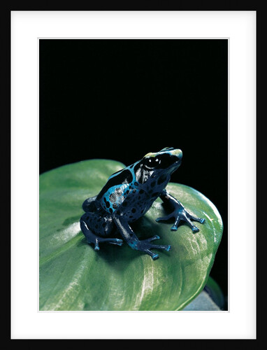 Dendrobates tinctorius f. agreja (dyeing poison dart frog) by Anonymous