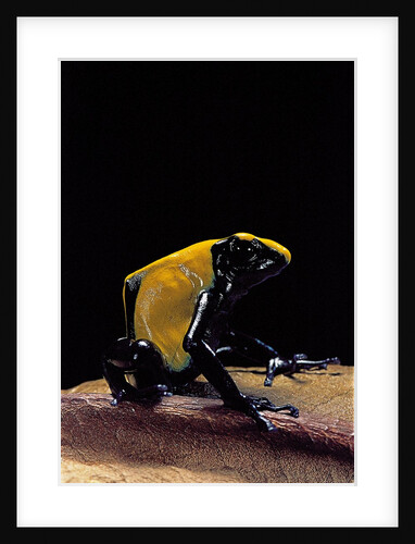 Dendrobates tinctorius f. citronella (dyeing poison dart frog) by Anonymous