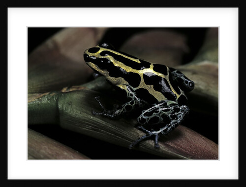 Ranitomeya ventrimaculata (reticulated poison frog) by Anonymous