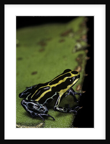 Ranitomeya ventrimaculata (reticulated poison frog) by Anonymous