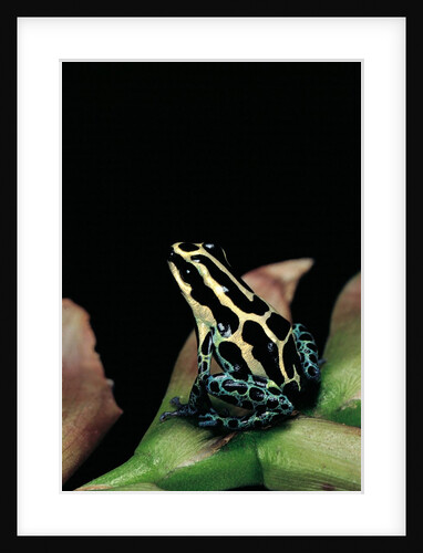 Ranitomeya ventrimaculata (reticulated poison frog) by Anonymous