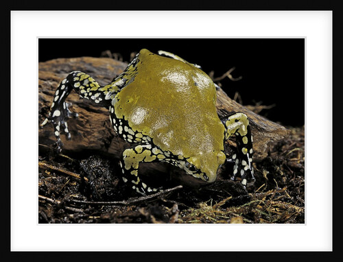 Dermatonotus muelleri (Muller's termite frog) by Anonymous