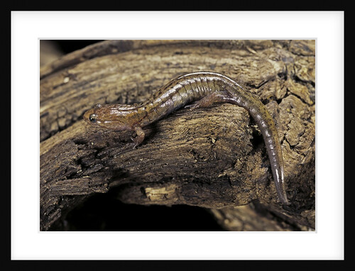 Desmognathus fuscus (northern dusky salamander) by Anonymous