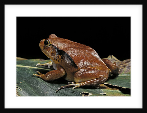 Dyscophus antongilii (Madagascar tomato frog) by Anonymous