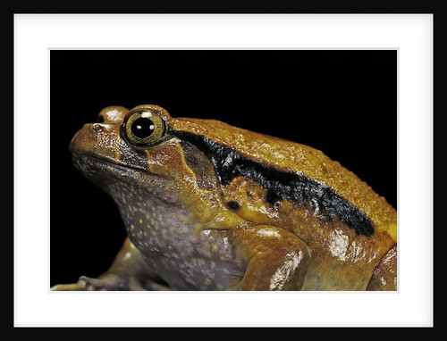 Dyscophus guineti (false tomato frog) by Anonymous