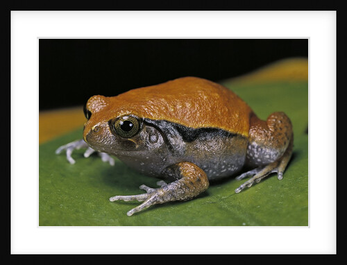 Dyscophus guineti (false tomato frog) by Anonymous
