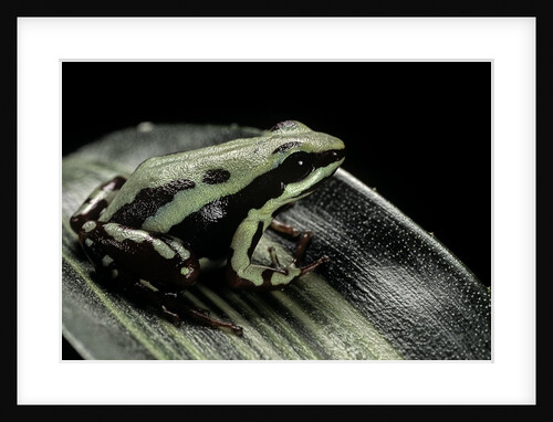 Epipedobates tricolor (phantasmal poison frog) by Anonymous