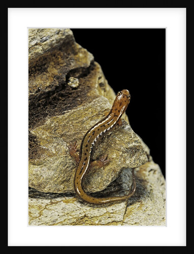 Eurycea bislineata (northern two-lined salamander) by Anonymous