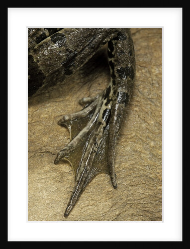 edible frog - webbed foot by Anonymous