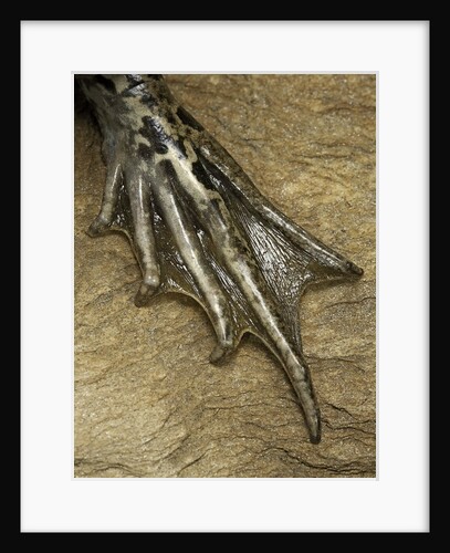 edible frog - webbed foot by Anonymous