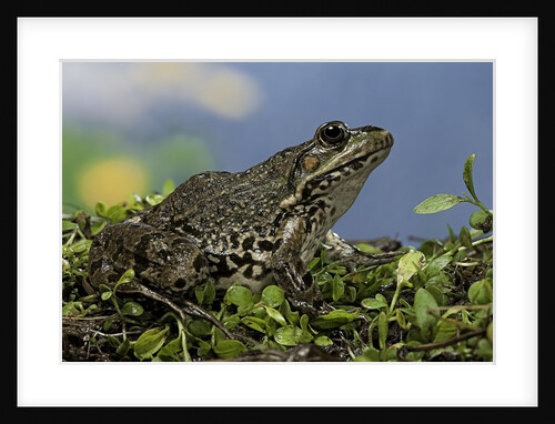 edible frog by Anonymous