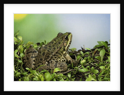edible frog by Anonymous