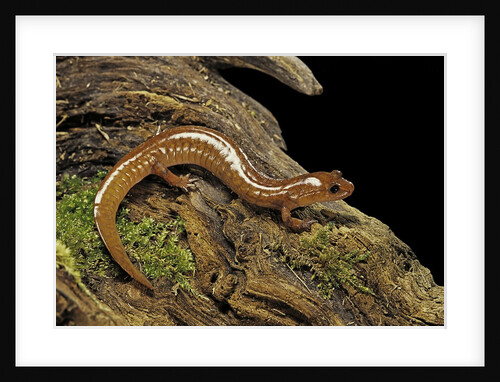 Gyrinophilus porphyriticus (spring salamander) by Anonymous
