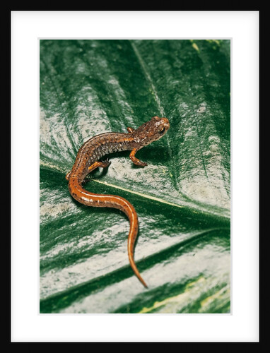 Hemidactylium scutatum (four-toed salamander) by Anonymous