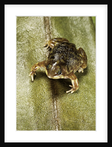 Hemisus marmoratus (shovel-nosed frog) by Anonymous