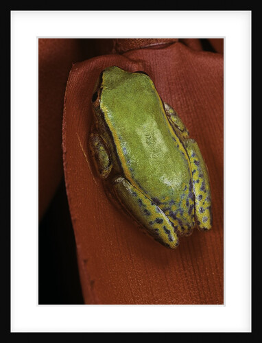 Heterixalus betsileo (Betsileo reed frog) by Anonymous
