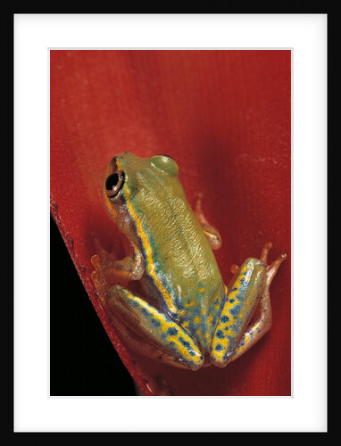 Heterixalus betsileo (Betsileo reed frog) by Anonymous