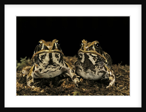 Hildebrandtia ornata (ornate frog) by Anonymous