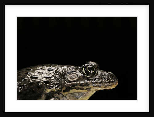 Hoplobatrachus occipitalis (crowned bullfrog) by Anonymous