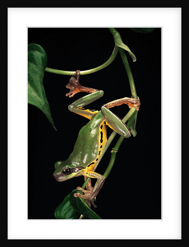 Hyla chinensis (Chinese tree toad) by Anonymous