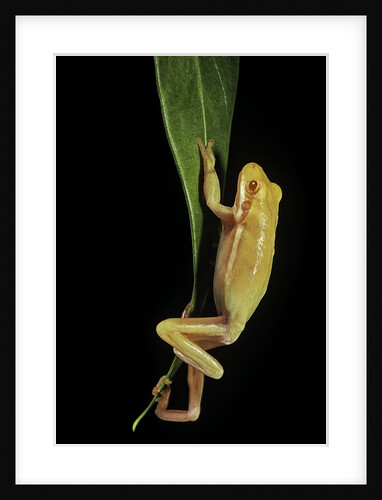 Hyla cinerea albino (American green tree frog) by Anonymous
