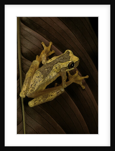 Dendropsophus ebraccatus (hourglass treefrog) by Anonymous