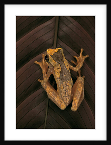 Dendropsophus ebraccatus (hourglass treefrog) by Anonymous