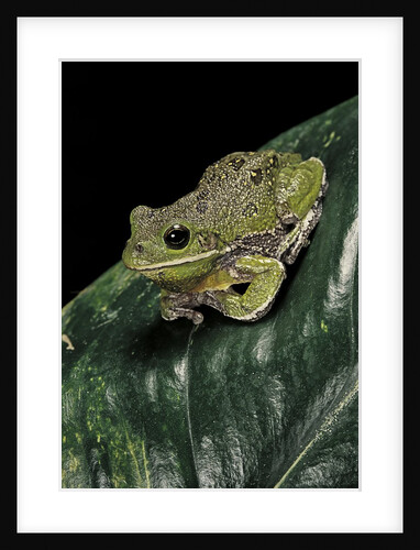 Hyla gratiosa (barking treefrog) by Anonymous
