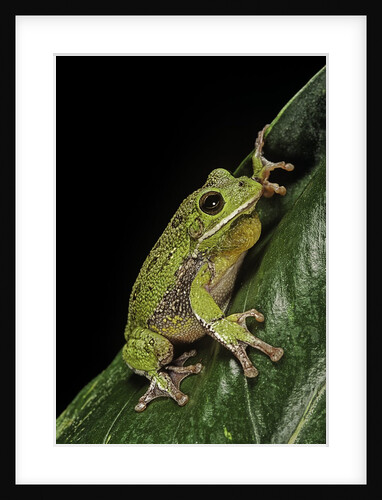 Hyla gratiosa (barking treefrog) by Anonymous
