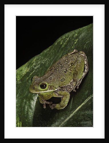 Hyla gratiosa (barking treefrog) by Anonymous