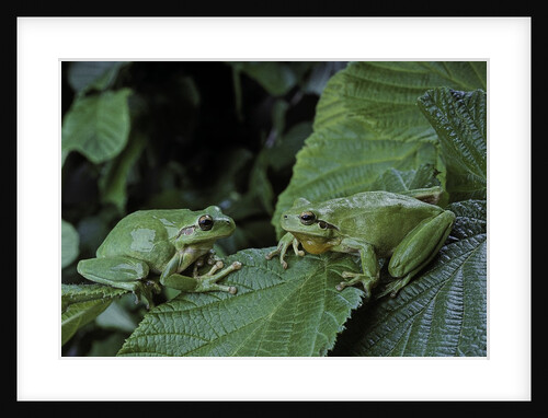 Hyla meridionalis (Mediterranean tree frog) - pair by Anonymous