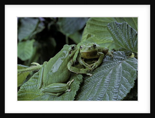 Hyla meridionalis (Mediterranean tree frog) - pair by Anonymous
