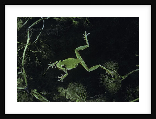 Hyla meridionalis (Mediterranean tree frog) - in water by Anonymous