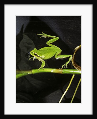 Hyla meridionalis (Mediterranean tree frog) - in water by Anonymous
