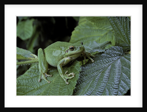 Hyla meridionalis (Mediterranean tree frog) - in a tree by Anonymous